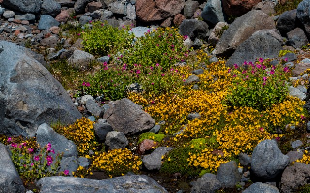 Wild Garden Mt Rainier 18-1973-5a (1).jpg